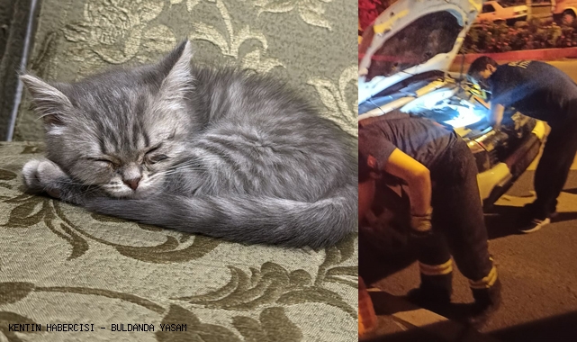 CANINI KURTARDI KOLTUĞA KURULDU