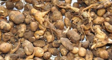 DOĞADAN SALEP TOPLAMAYA REKOR CEZA