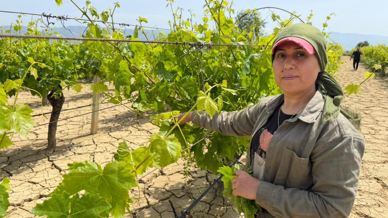 ASMA YAPRAĞINDA HASAT BAŞLADI