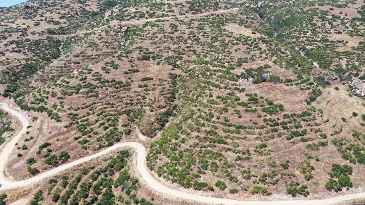 ORMANLARDAN BAL DAMLAYACAK