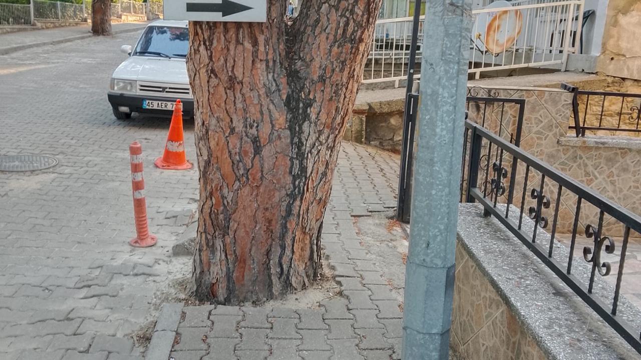 “YAYALAR NERDEN GEÇECEK”