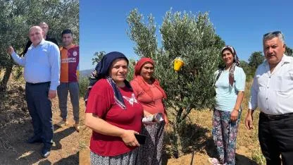 ÜRETİCİYE ZEYTİN SİNEĞİNE EKOLOJİK ÇÖZÜM DESTEĞİ SUNULDU